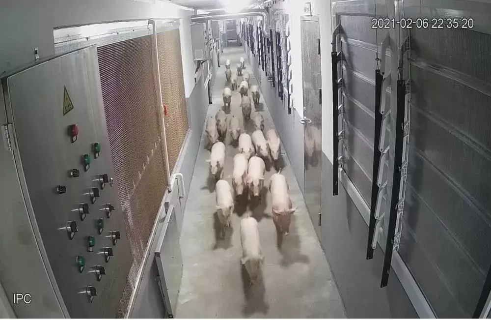 智能化生猪养殖基地