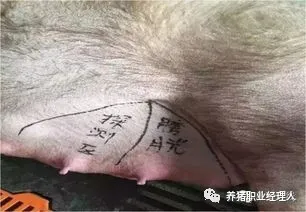 配种繁殖区管理的主要目标及原则