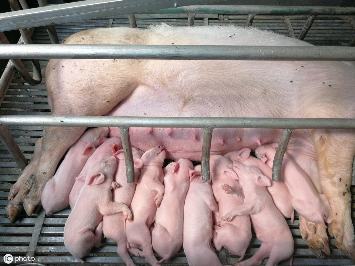 你真的会给猪接生吗？如何正确给猪接生，以及新生仔猪的饲养管理