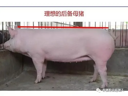 猪场管理：配种繁殖区管理的主要目标及原则