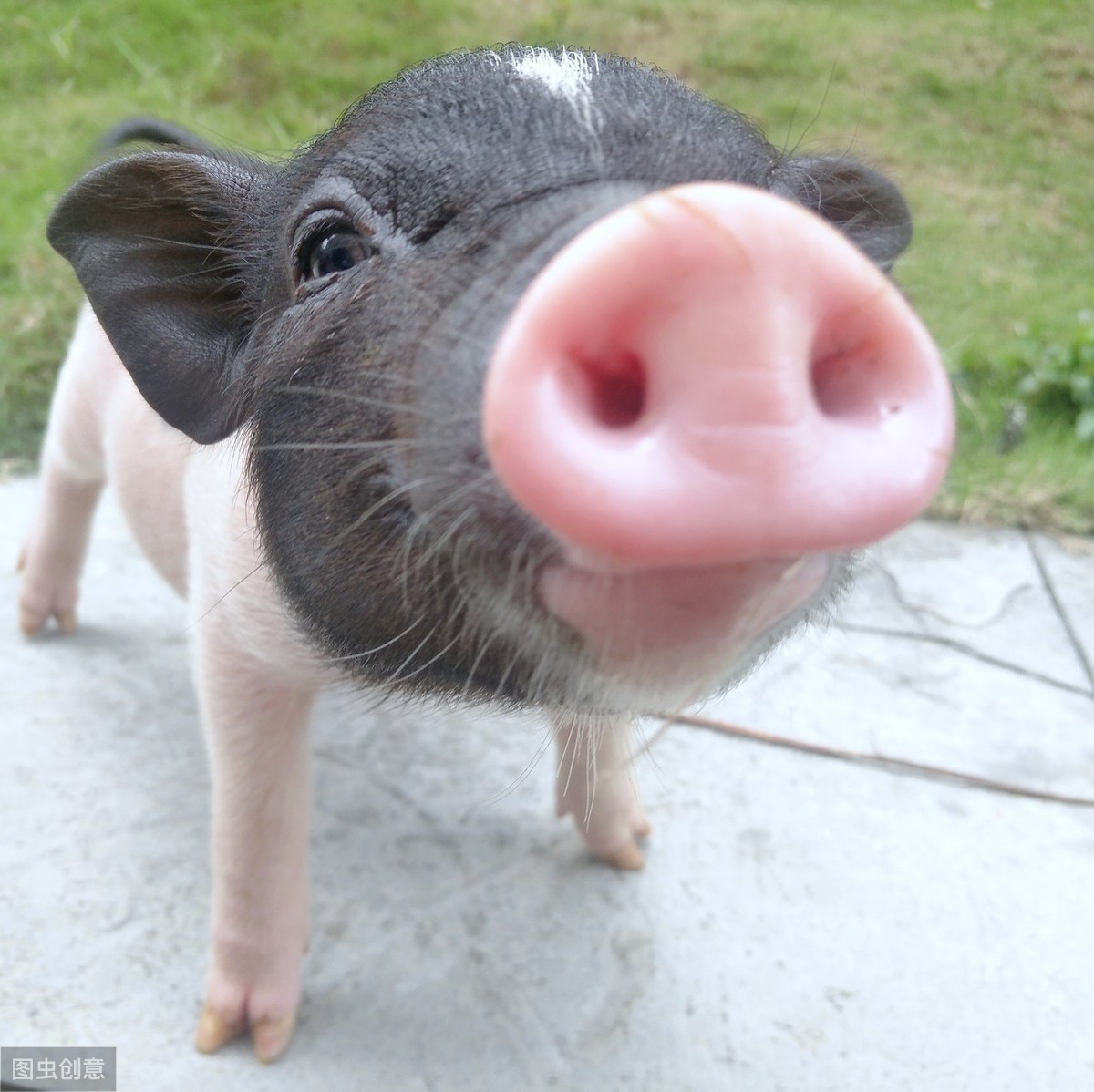 你真的会给猪接生吗？如何正确给猪接生，以及新生仔猪的饲养管理