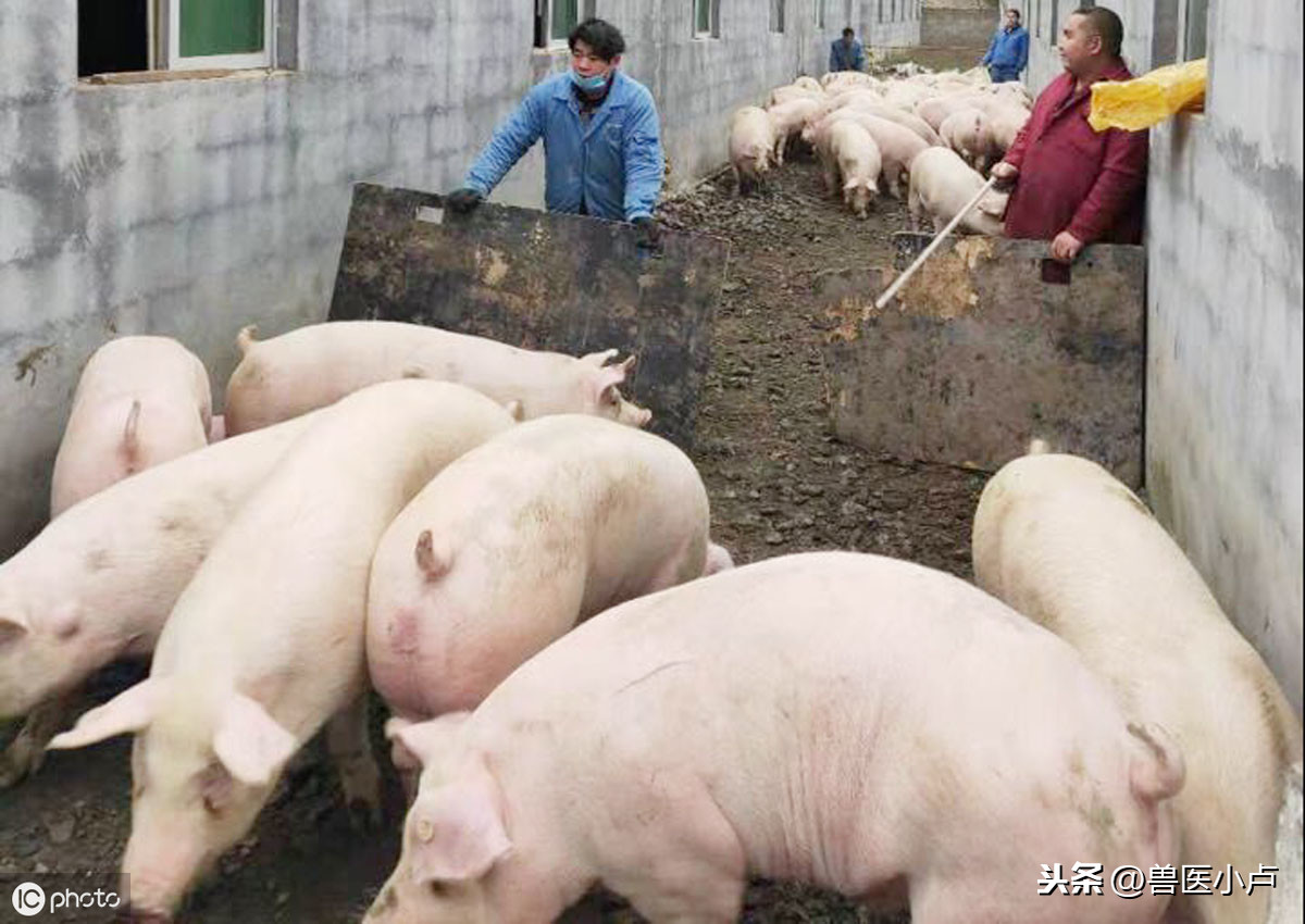 生物安全被很多人误以为只是消毒，其实做好这些很关键