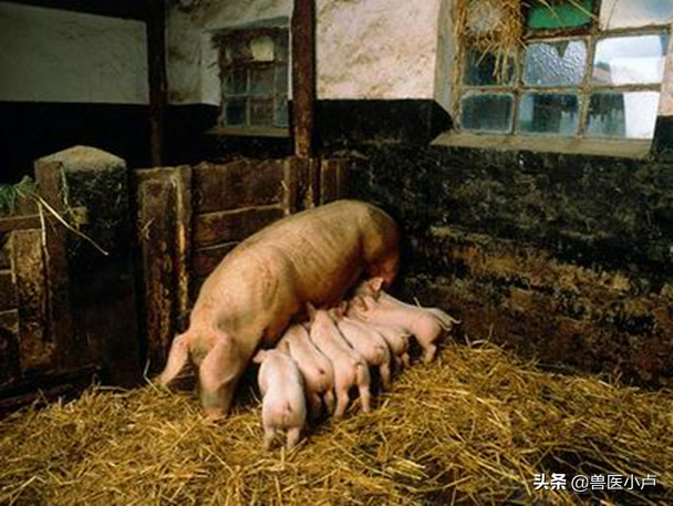 生物安全被很多人误以为只是消毒，其实做好这些很关键