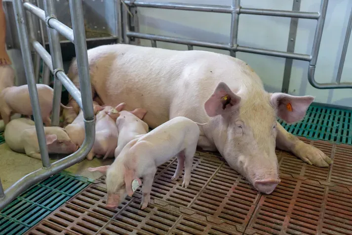 子宫内PED疫苗，以验证疫苗对于仔猪是否有保护作用