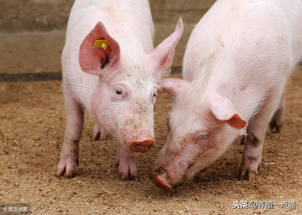了解四种极易在春季传播的猪病，预防治疗不用愁