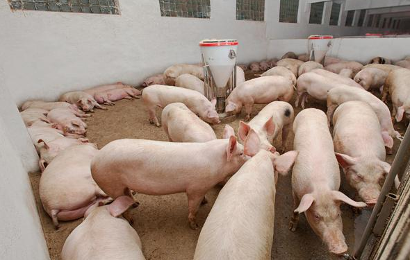 这一实际案例告诉你，遇到猪群混合感染怎么办？