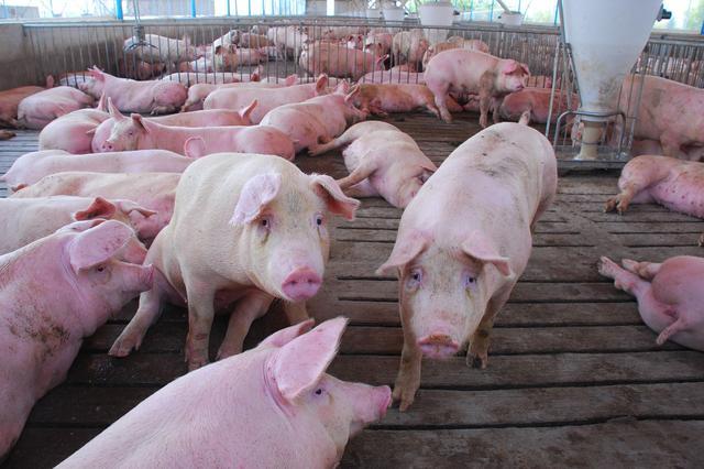 如何全方位做好猪场生物安全风险评估，切断病毒传播链条