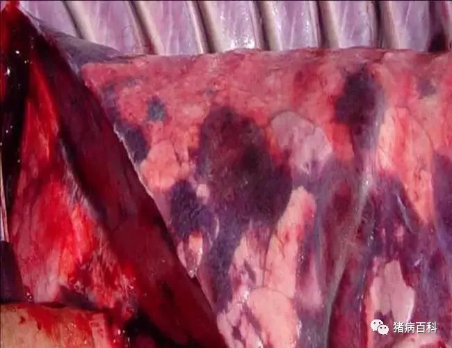 病猪肉