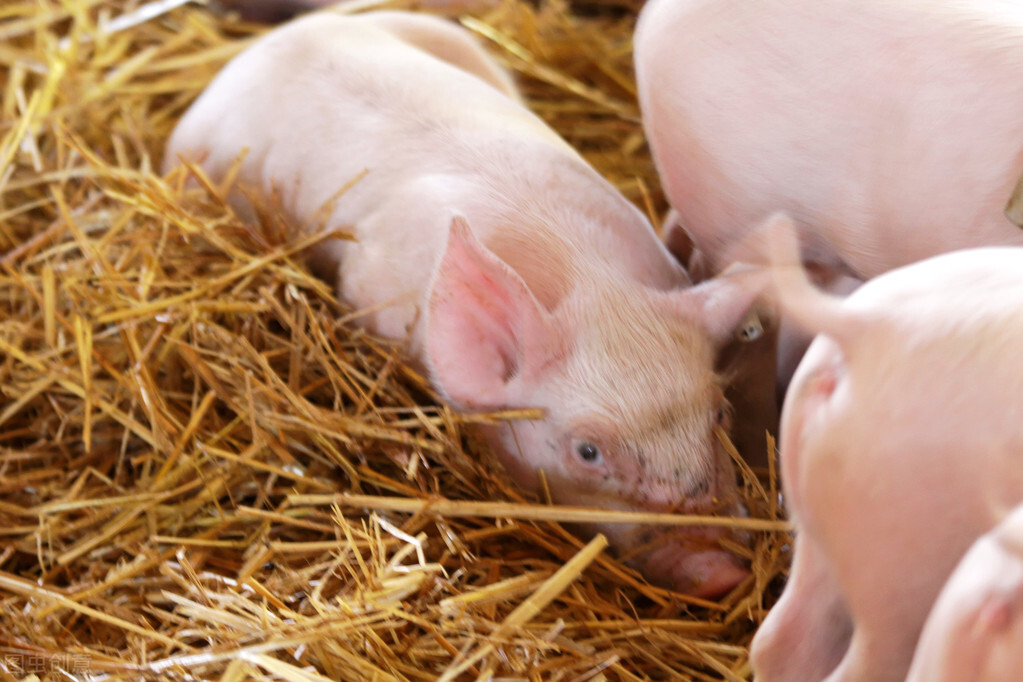 新手养猪：母猪一般的分娩周期和生育年限是多久？
