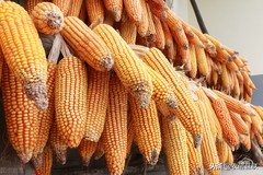 全球粮食“替代潮”来了！玉米要暴跌？2000万吨玉米缺口消失