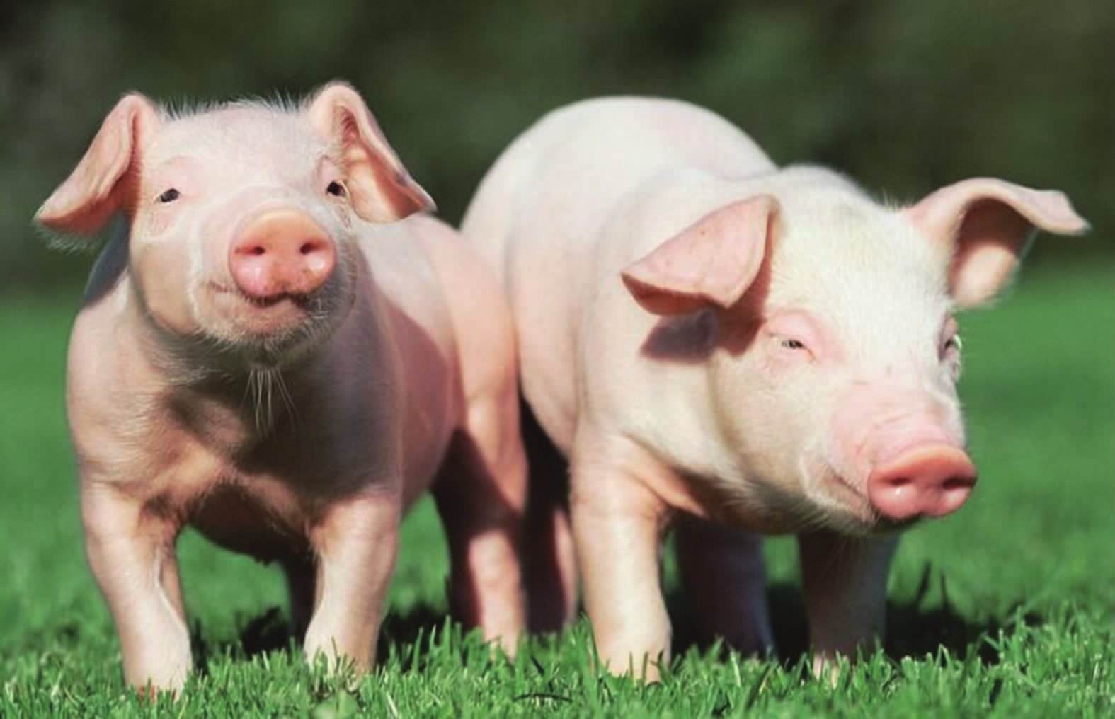 蓝耳病致每头母猪平均损失1500 元！谈PRRS防控的难点、热点及困惑