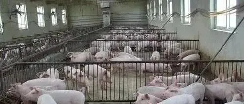 5个理由告诉你，2021年农村养猪仍然是赚钱行业！