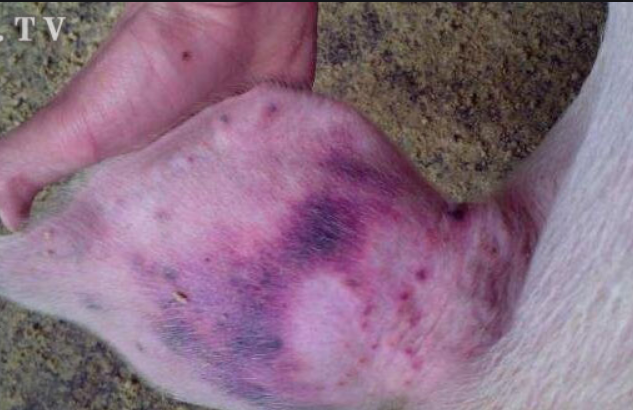 猪只皮肤发紫是什么病?可能是这八种疾病,看诊断与治疗措施!