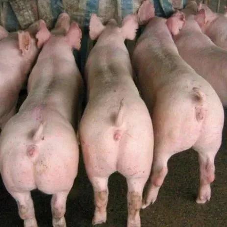 三元母猪留种猪，应该注意什么?