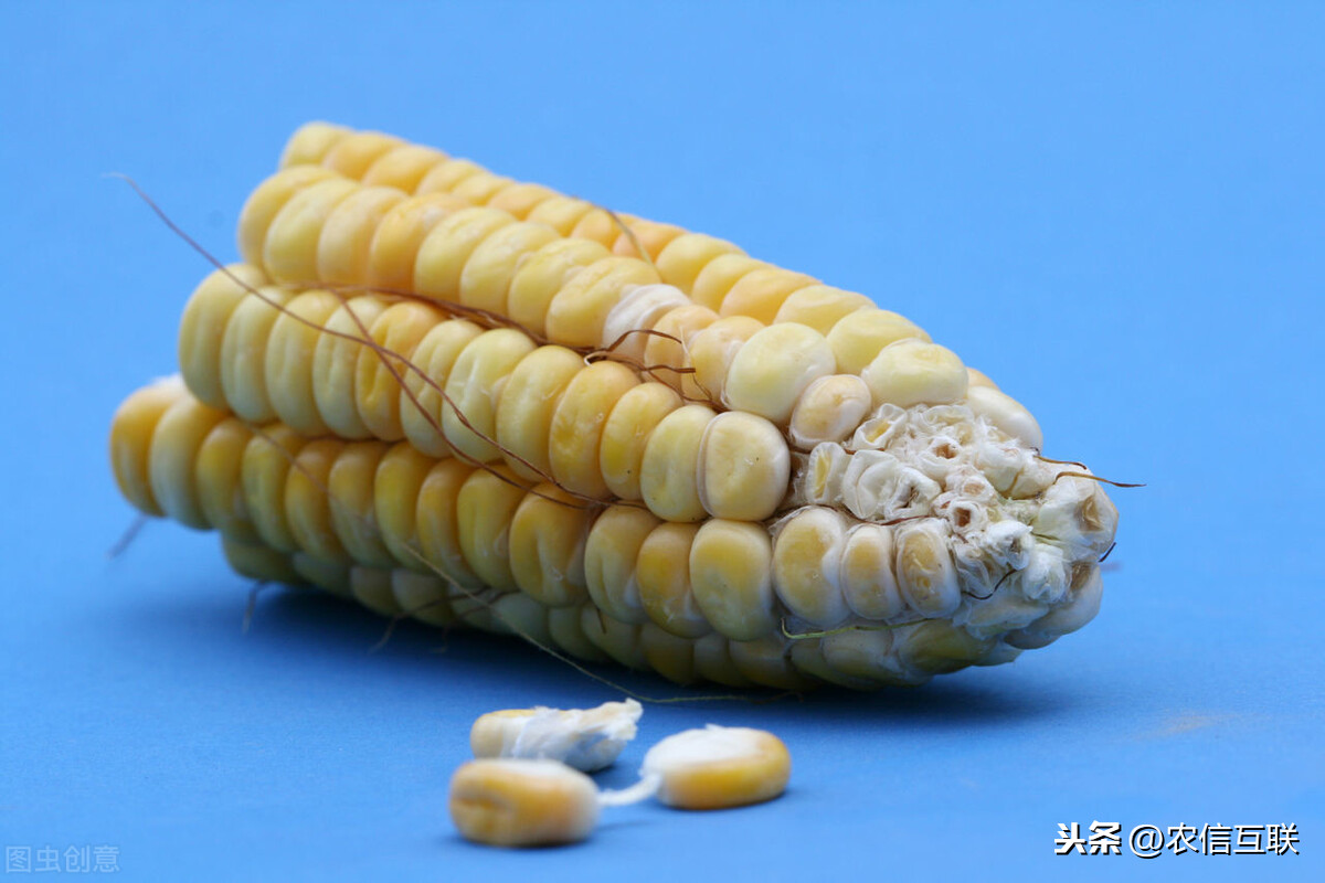 全球粮食“替代潮”来了！玉米要暴跌？2000万吨玉米缺口消失