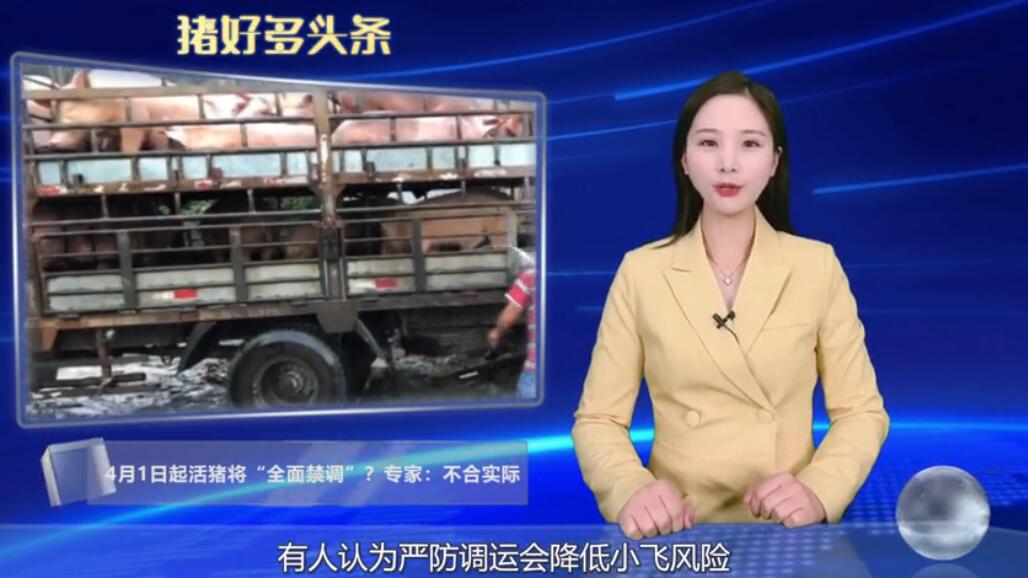 4月1日起活猪“全面禁调”？专家：目前是不符合实际，原因有三！