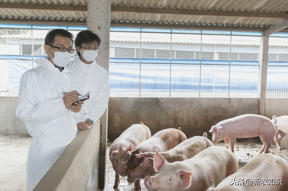 仁寿县5000头现代化种猪场项目有序推进 – 今日西南