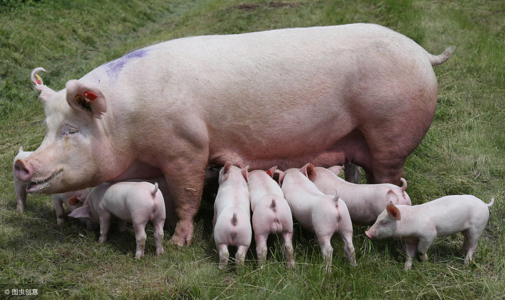 规模化猪场仔猪成活率95%以上的“秘诀之一”，值得散养户学习！