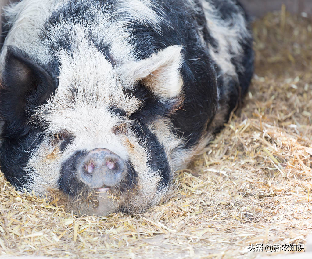 养猪技术：猪对环境条件的要求，很多养殖户都不懂，你懂吗？
