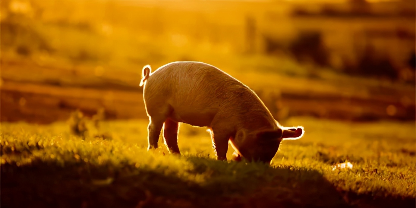 3月11日生猪价格跌“上瘾”了！非洲猪瘟“余情未了”，养猪人该怎么办？