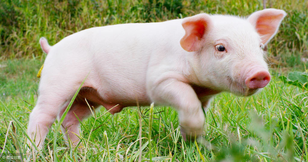 规模化猪场仔猪成活率95%以上的“秘诀之一”，值得散养户学习！
