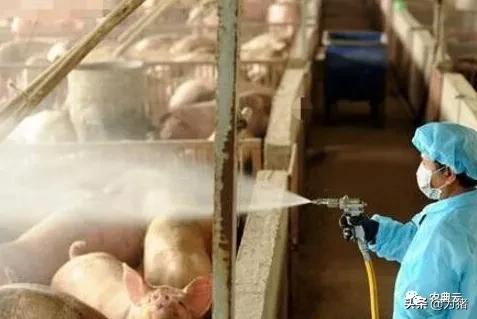 生物安全必须重视，非洲猪瘟传播途径与防控措施