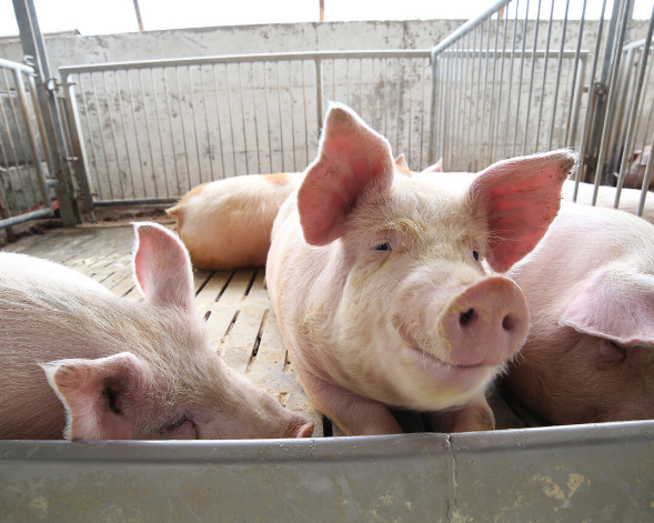 养猪怕非洲猪瘟，猪场消毒最重要，效果好的消毒方法是什么？