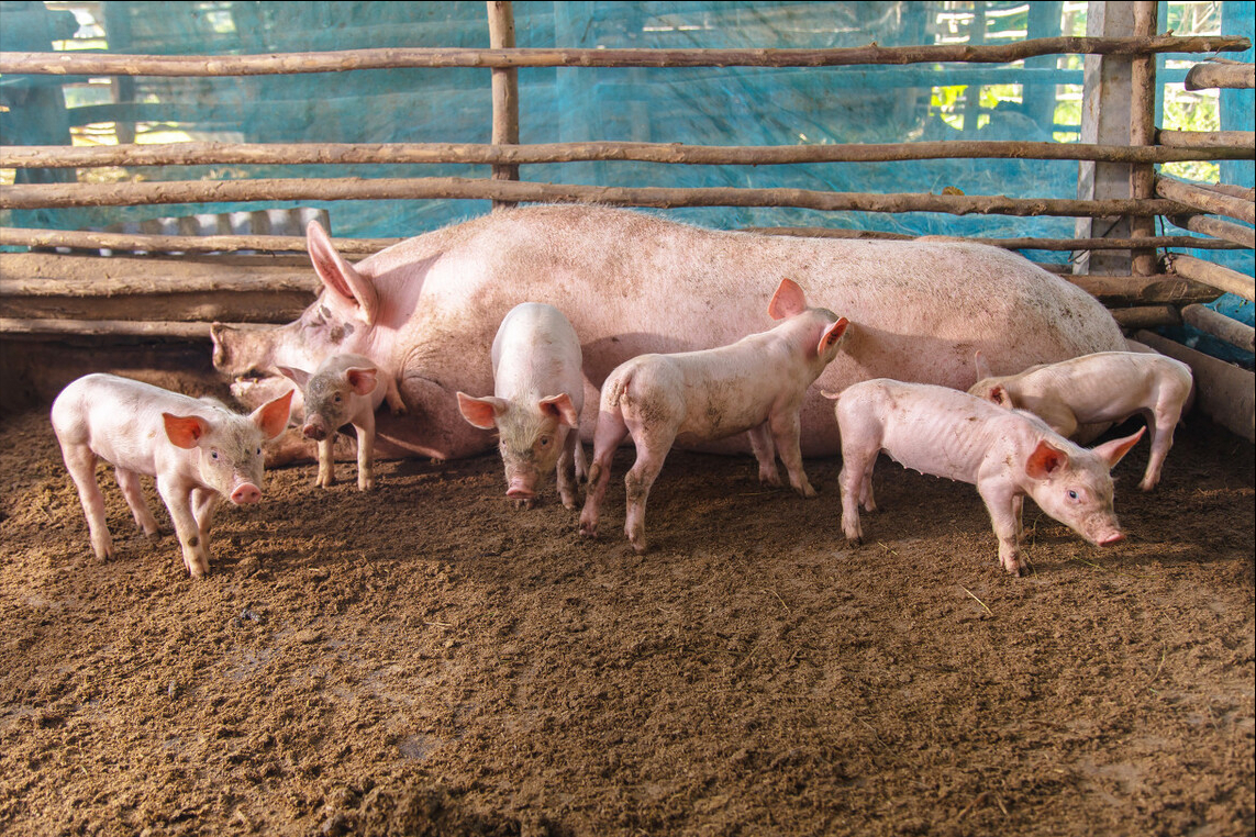 猪价大涨缺乏条件，仔猪涨得有“水分”，养殖户还会选择补栏吗？