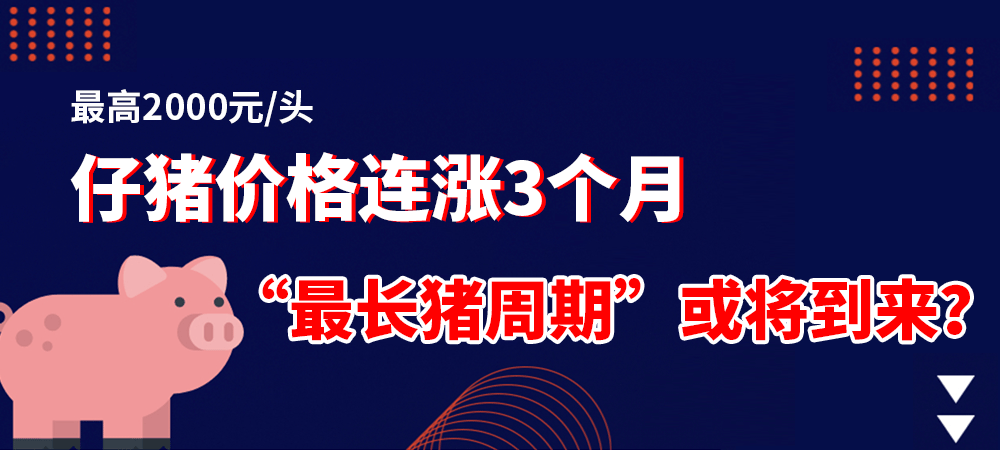 最高达2000元/头，仔猪价格连涨3个月！“最长猪周期”或将到来？