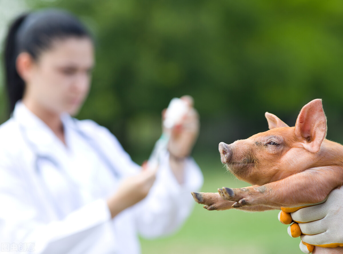 猪要打几种疫苗？肉猪、后备母猪、经产母猪、公猪有区别
