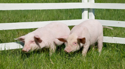 国内先进齐全的自繁自养猪舍建设图，成为专业养猪户的第一步！