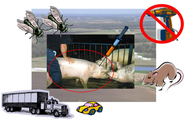 你需要了解的中国猪场生物安全体系的典型问题