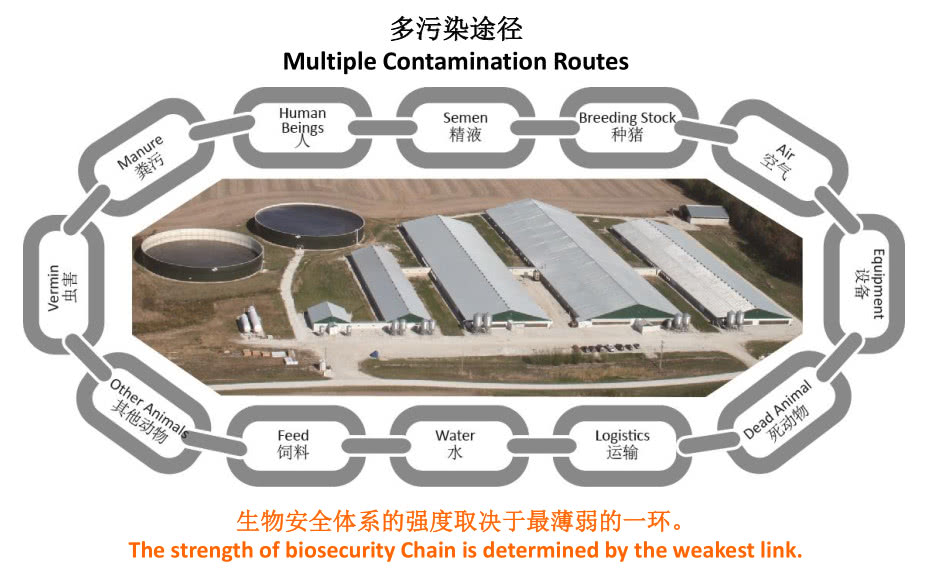 你需要了解的中国猪场生物安全体系的典型问题