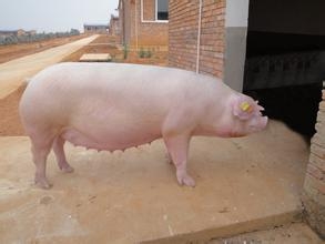 猪低温症猪场都会遇到，谈谈我对猪低温症的处理