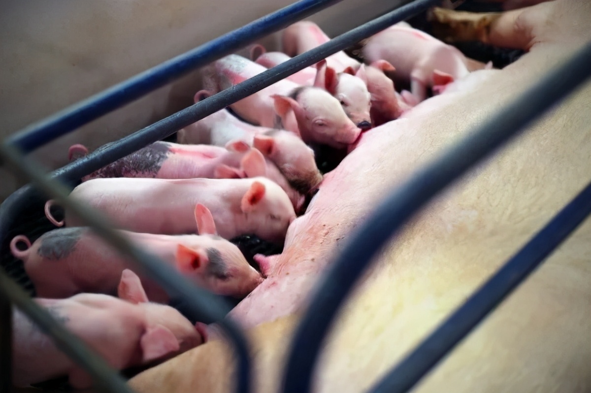 毒力增强！在全国流行范围较大，猪流行性腹泻防治刻不容缓