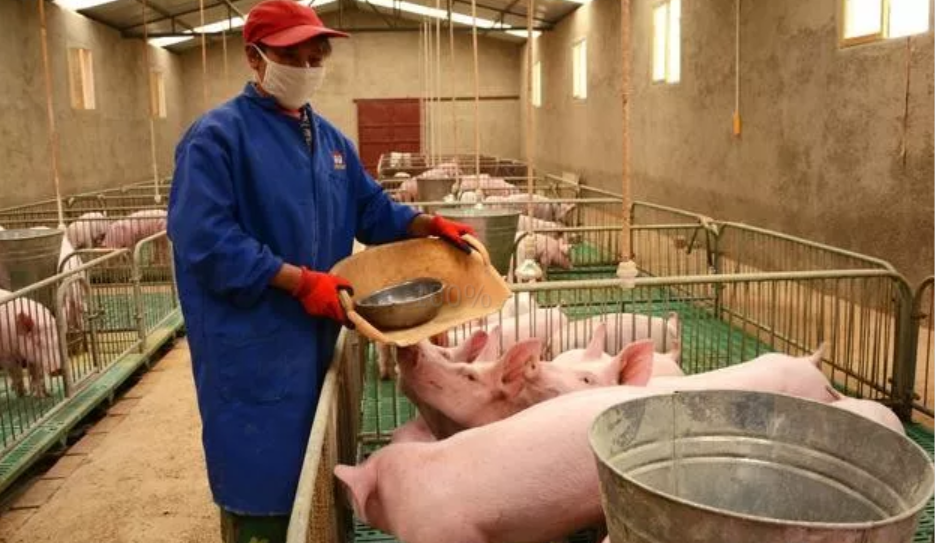 仔猪饲料推高养猪成本，猪价在政策大手调控下13元成本线能稳保