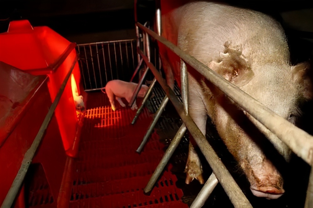 毒力增强！在全国流行范围较大，猪流行性腹泻防治刻不容缓
