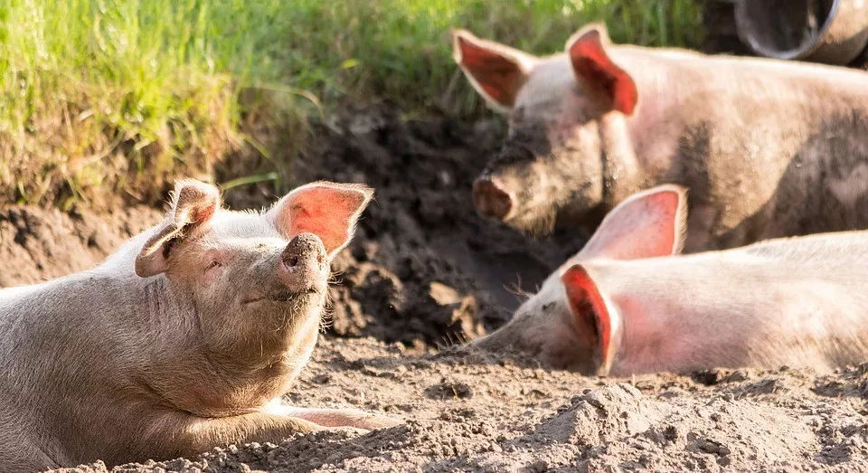 发生非洲猪瘟=猪场团灭？有养殖户靠这样消毒，猪活了一大半。