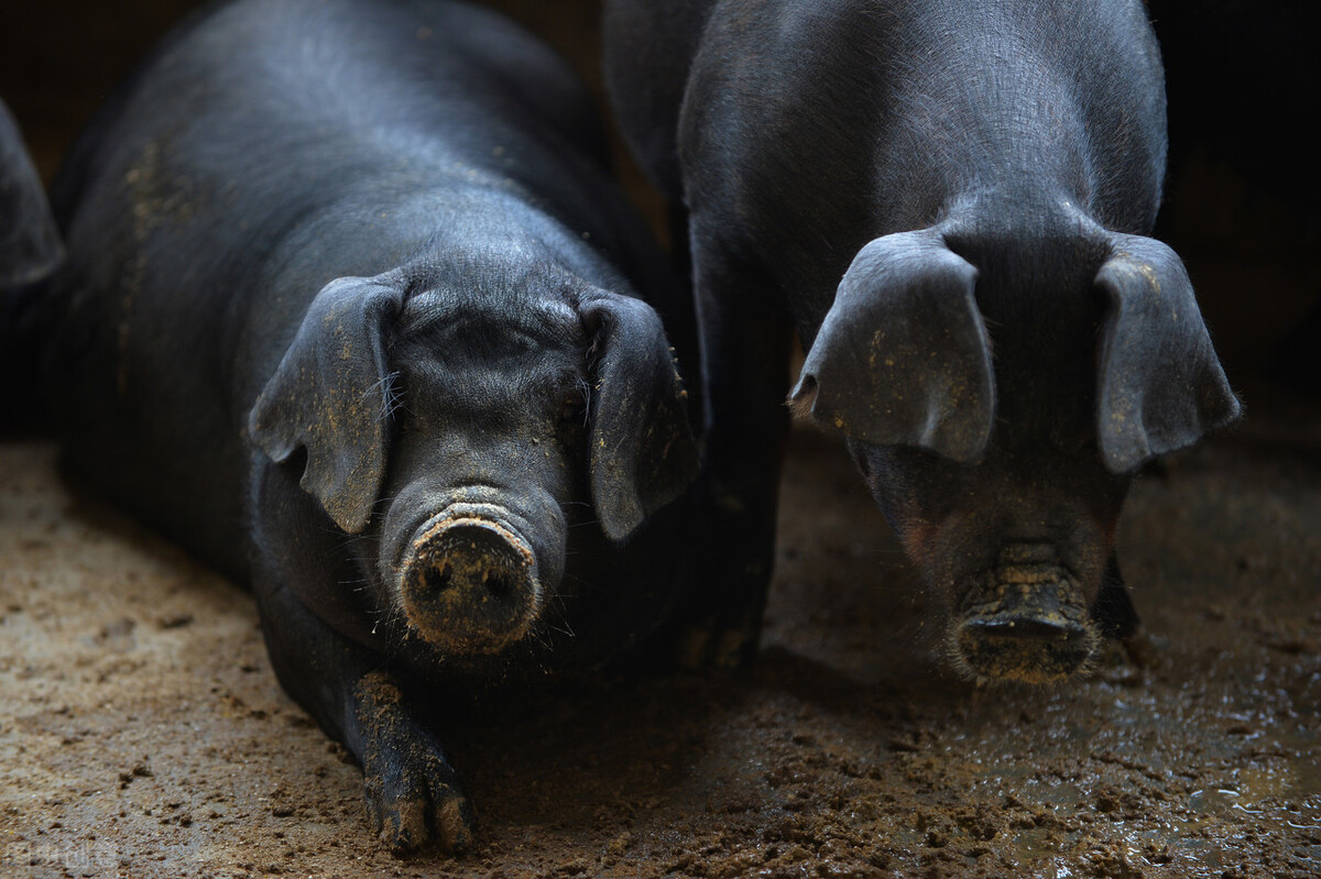 洋猪入侵中国，中国养殖9000年的本土黑猪，如今陷入灭绝危机