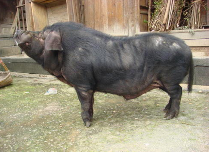 洋猪入侵中国，中国养殖9000年的本土黑猪，如今陷入灭绝危机