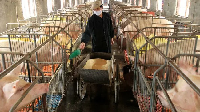 峰回路转！猪价喜迎“开门红”，上涨模式要开启？