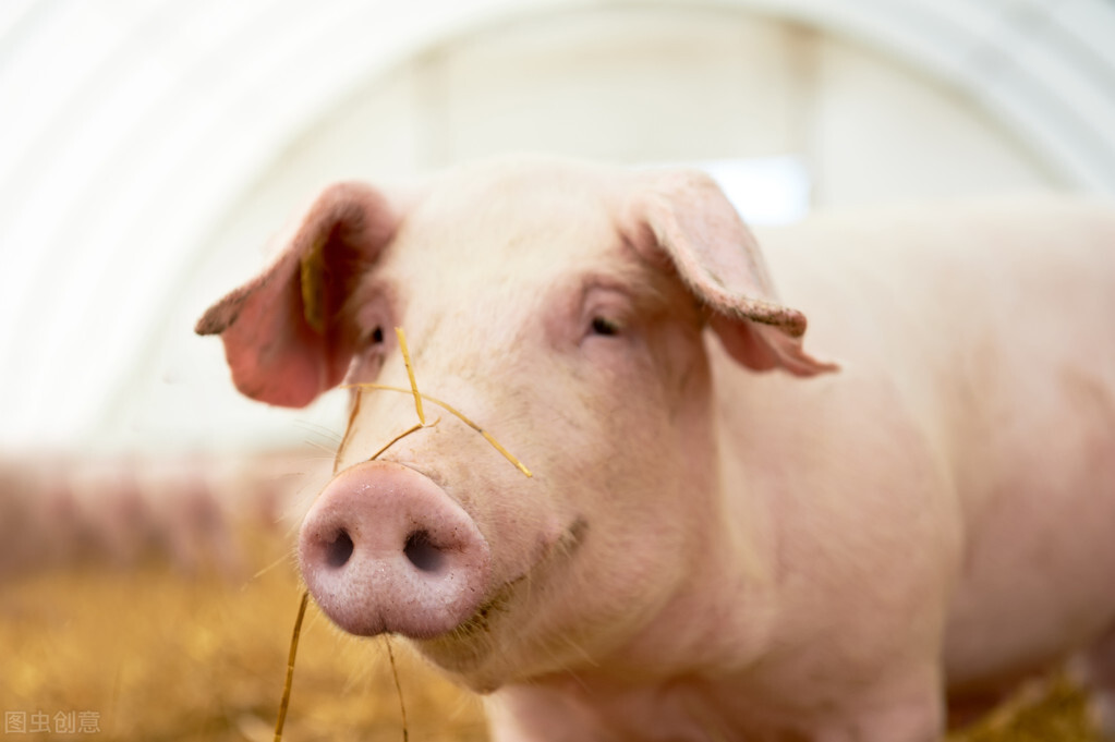 规模化猪场生物安全防护策略