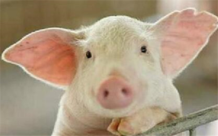 2021年03月17日全国各省市10公斤仔猪价格行情报价，仔猪价格一路飙涨，腹泻问题不容忽视