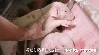 想提高新生仔猪活力？先干好这三件事