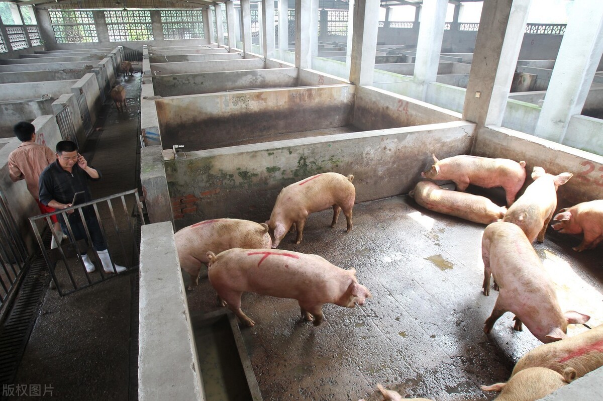 北方小规模生猪养殖，猪舍该如何选择？最佳方案：“暖棚式”猪舍