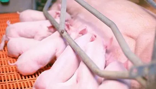 深度分析：种用外三元母猪培育对策（二）