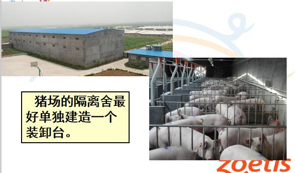 养猪防疫丨如何构建猪场的生物安全体系（收藏）