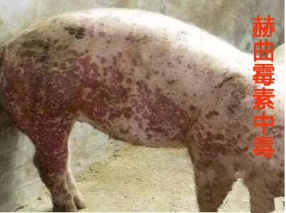 霉变饲料对猪的危害有多大？作为养殖户咱们该怎么有效预防和解决