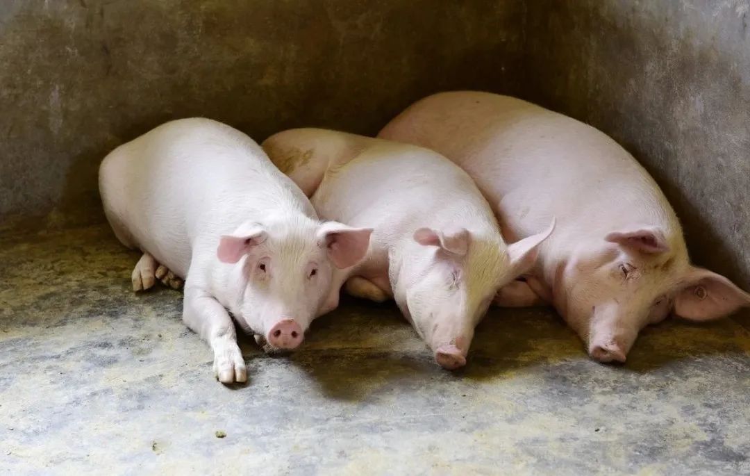 18日15公斤仔猪价格，3天涨了300元，行业产能去化加速？