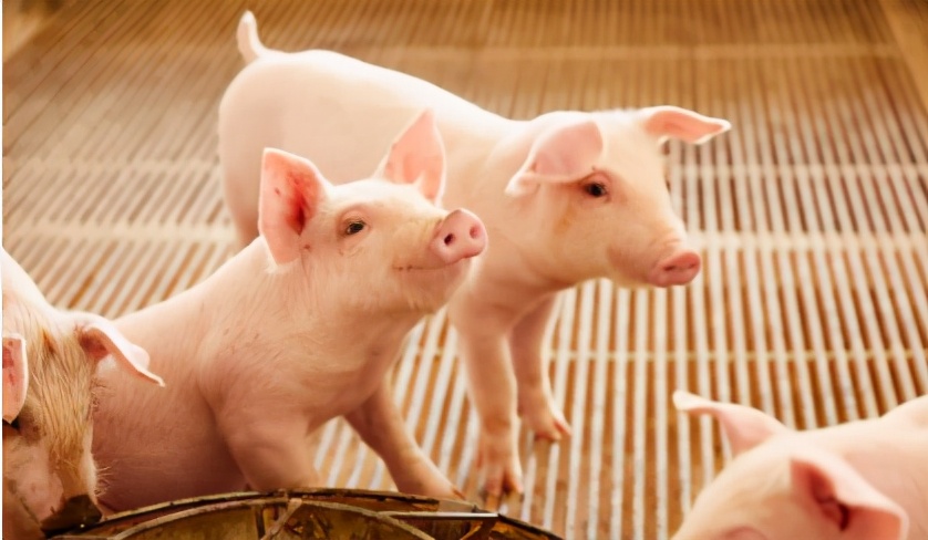 18日15公斤仔猪价格，3天涨了300元，行业产能去化加速？